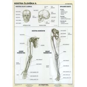 Kostra člověka II - tabulka A4