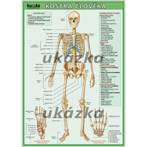 Kostra člověka /tabulka A4/ - Kupka Petr