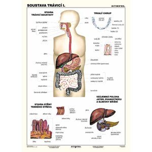 Soustava trávicí I.-A4 lamino