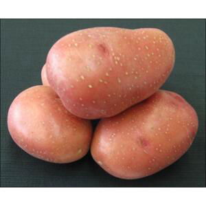 Sadba brambor ROSARA (pytel 5kg)