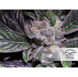 Blueberry - feminizovaná semena 10 ks Dutch Passion