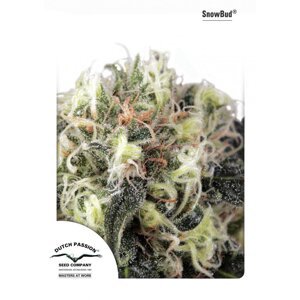 Snow Bud - feminizovaná semínka 5 ks Dutch Passion