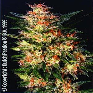 White Widow - feminizovaná semena 10 ks Dutch Passion