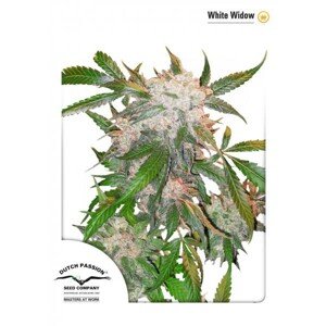 White Widow - feminizovaná semínka 5 ks Dutch Passion