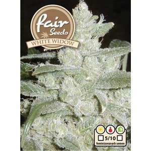 White Widow -  feminizovaná semena 5 ks Fair Seeds