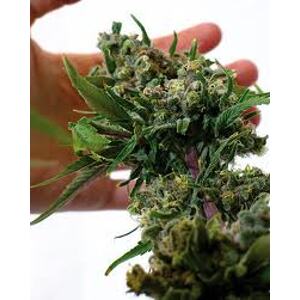 Blueberry Cheese – feminizovaná semínka 5 ks Barney´s Farm