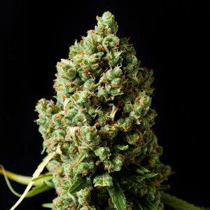 Critical Kush – feminizovaná semena 5 ks Barney´s Farm