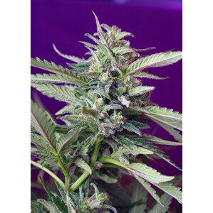 S.A.D. Auto – 3 ks autoflowering semena Sweet Seeds