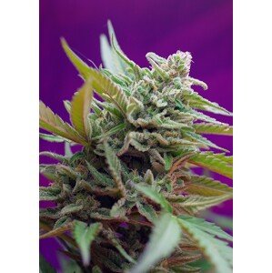 Black Jack Auto – 3 ks autoflowering semínek Sweet Seeds