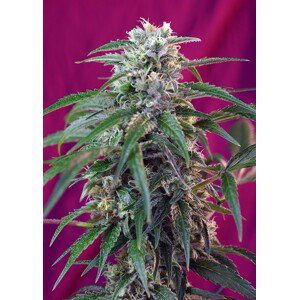 Green Poison Auto – 3 ks autoflower semena Sweet Seeds