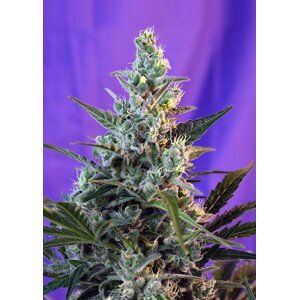 Sweet Skunk Auto – 5 ks samonakvétací semínka Sweet Seeds