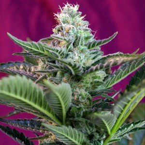 Mohan Ram Auto – 5 ks autoflowering semena Sweet Seeds