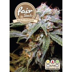 Black Dominator – feminizovaná semínka 5 ks Fair Seeds