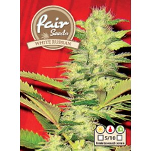 White Russian – feminizovaná semínka 5 ks Fair Seeds