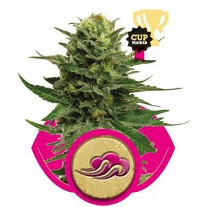 Blue Mystic - feminizovaná semínka 3 ks Royal Queen Seeds