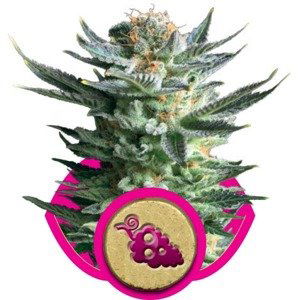 Fruit Spirit - feminizovaná semínka 5 ks Royal Queen Seeds