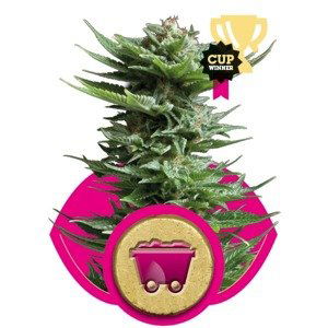 Shining Silver Haze - feminizovaná semínka 5 ks Royal Queen Seeds