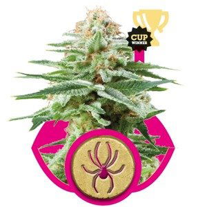 White Widow - feminizovaná semínka Royal Queen Seeds 5 ks