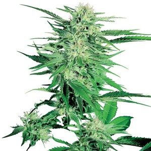 Big Bud - 10 ks feminizovaná semena Sensi Seeds