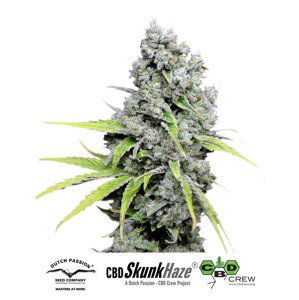 CBD Skunk Haze®- feminizované semínka 3 ks Dutch Passion