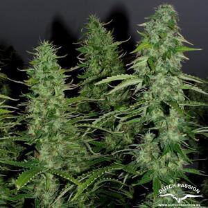 Auto White Widow®- samonakvétací semínka 3 ks Dutch Passion