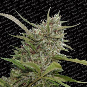 Auto White Berry - feminizovaná a samonakvétací semínka 3ks Paradise Seeds