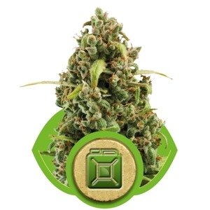 Diesel Automatic - fem. a samonakvétací semínka 5ks Royal Queen Seeds