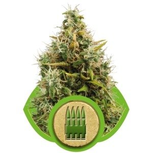 Royal AK Automatic - samonakvétací semena Royal Queen Seeds 10 ks