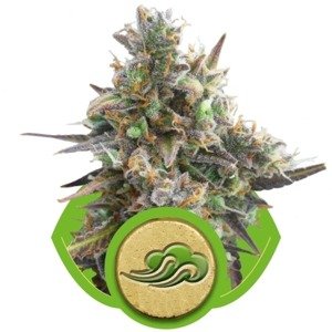 Royal Bluematic - samonakvétací semínka 3ks Royal Queen seeds