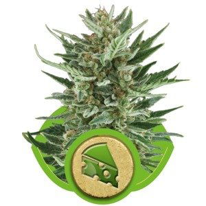 Royal Cheese Automatic - samonakvétací semínka 3 ks Royal Queen Seeds