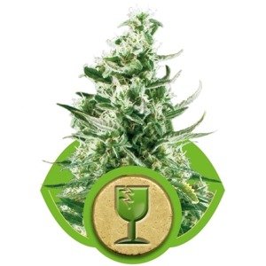 Royal Critical Automatic - samonakvétací semínka 3 ks Royal Queen Seeds