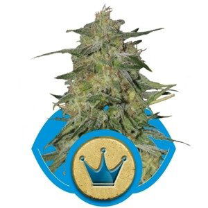 Royal Highness - feminizovaná semínka 3 ks Royal Queen Seeds