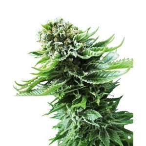 Northern Lights Automatic - feminizovaná a samonakvétací semínka 10ks Sensi Seeds