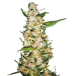 Skunk 1 Automatic -  samonakvétací semínka 3 ks Sensi Seeds