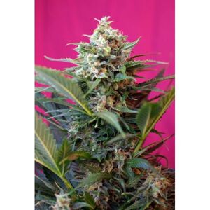 Big Devil XL Auto - feminizovaná a samonakvétací semínka 5ks Sweet Seeds