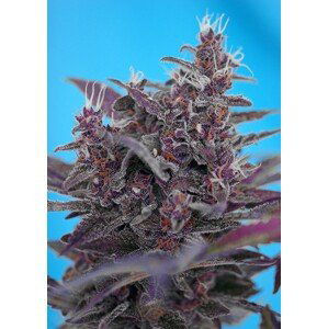 Black Cream Auto - feminizovaná a samonakvétací semínka 3ks Sweet Seeds