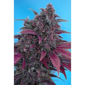 Dark Devil Auto - feminizovaná a samonakvétací semínka 3ks Sweet Seeds