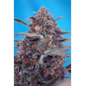 Devil Cream Auto - samonakvétací semínka 5 ks Sweet Seeds