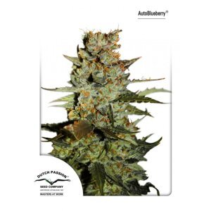 Auto Blueberry -  samonakvétací semena 7 ks Dutch Passion