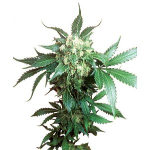 Black Domina - semínka 10 ks standardizovaná Sensi Seeds