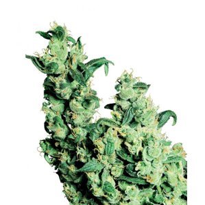 Jack Herer - semínka 10 ks standardizovaná Sensi Seeds