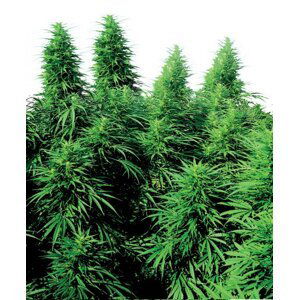 Ruderalis Skunk - semínka 10 ks standardizovaná Sensi Seeds