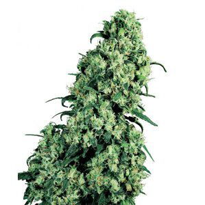 Skunk n.1 - semínka 10 ks standardizovaná Sensi Seeds