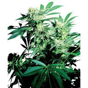 Skunk Kush - semínka 10 ks standardizovaná Sensi Seeds