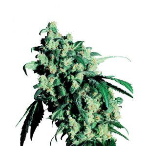 Super Skunk - semínka 10 ks standardizovaná Sensi Seeds