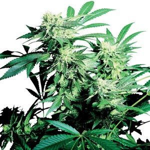 Skunk Kush - 5 ks feminizovaná semínka Sensi Seeds