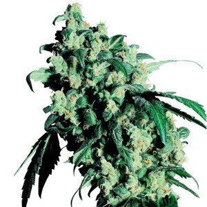 Super Skunk - 5 ks feminizovaná semínka Sensi Seeds