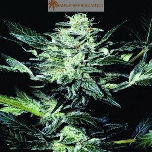 Atomical Haze - 10ks feminizovaná semínka Paradise Seeds