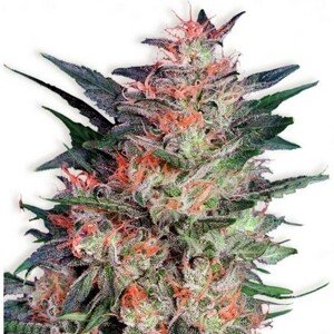 White Widow - feminizovaná semínka 3 ks Dutch Passion