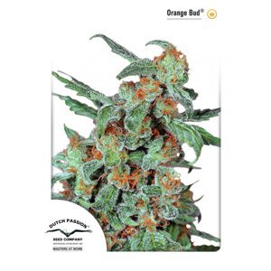 Orange Bud - feminizovaná semínka 3 ks Dutch Passion